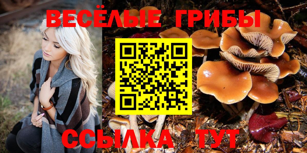 Псилоцибиновые грибы Psilocybe Гуково